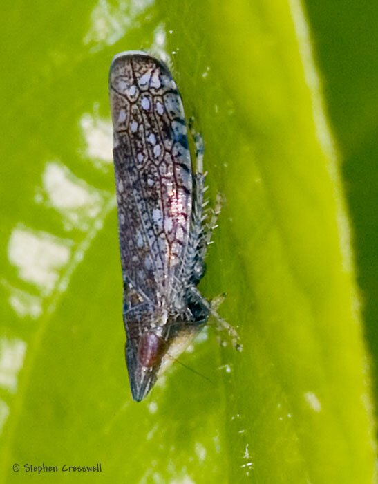 Scaphytopius sp., Leafhopper lateral image