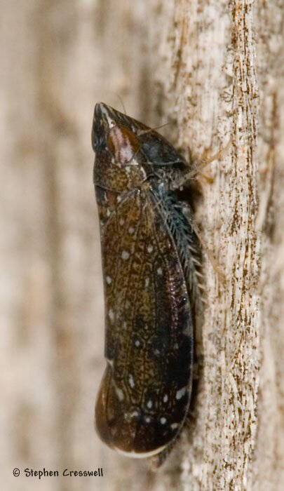 Scaphytopius sp., Leafhopper, lateral photo