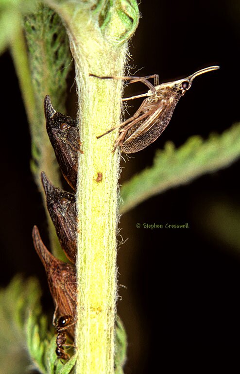 Planthopper in the genus Scolops with other hoppers