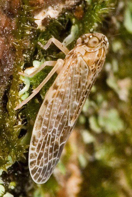 Synecdoche grisea, Achilid Planthopper