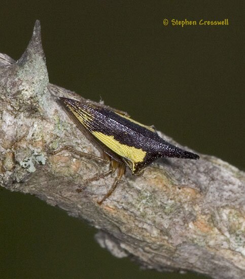 Thelia bimaculata, Treehopper, dorsal image