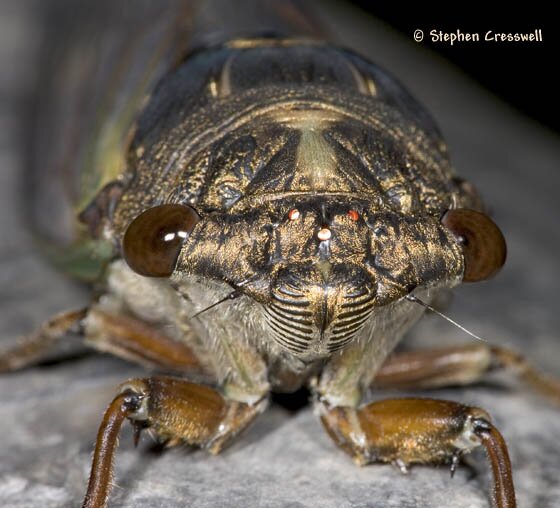 Tibicen lyricen, Lyric Cicada face
