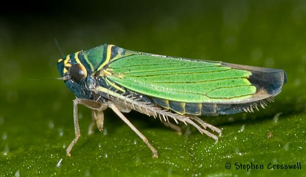 Cicadellinae image, Tylozygus geometricus