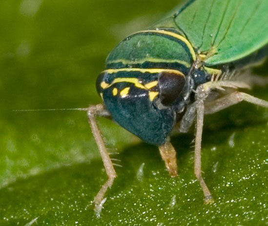 Tylozygus geometricus, Family Cicadellidae photo