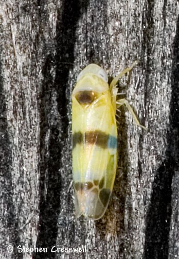 Leafhopper photo, Typhlocyba gillettei