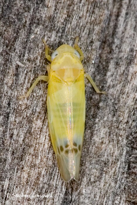 Typhlocyba saffrana, Leafhopper photo