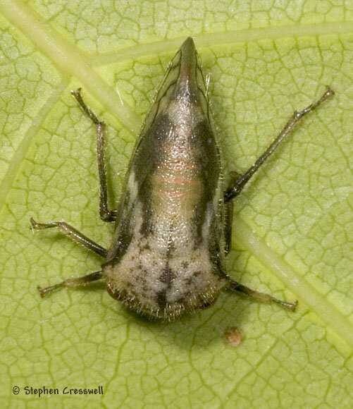 Vanduzea arquata, Treehopper, dorsal photo