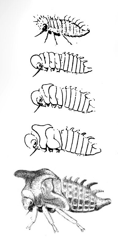 Enchenopa binotata nymphs