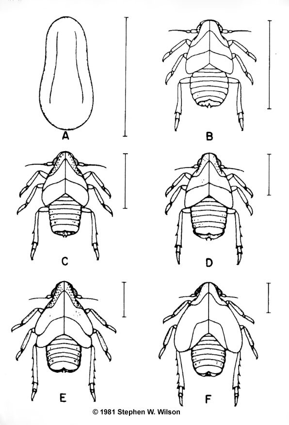 Metcalfa pruinosa nymphs