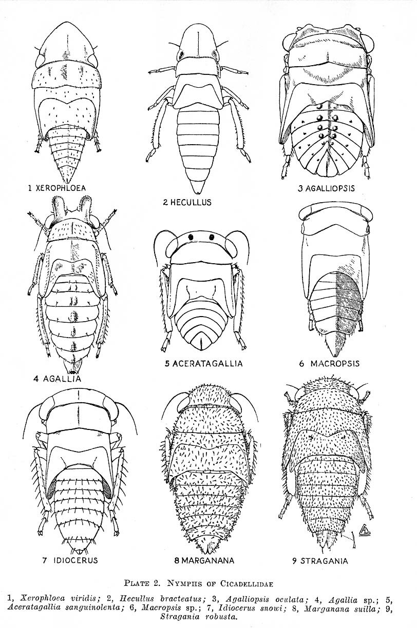 Cicadellidae nymphs plate 1