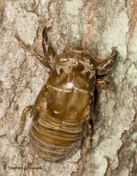 Tibicen lyricen, last cast skin of nymph