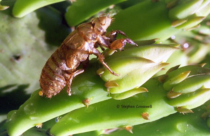 Magicicada sp. nymphal skin