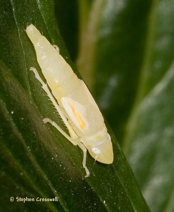 Graphocephala sp. nymph