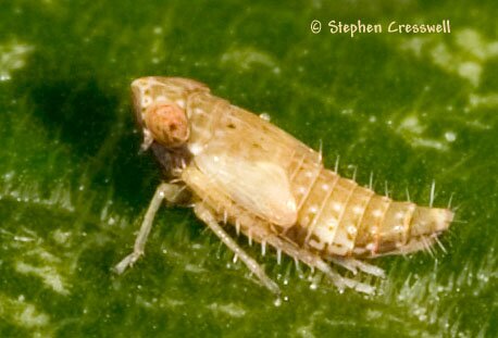 Polyamia cf. interrupta nymph