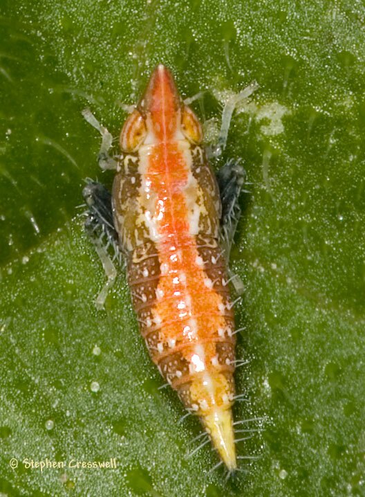Scaphytopius sp. nymph, subfamily Deltocephalinae