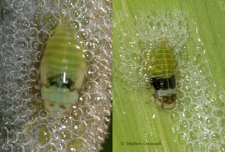 Lepyronia quadrangularis nymphs