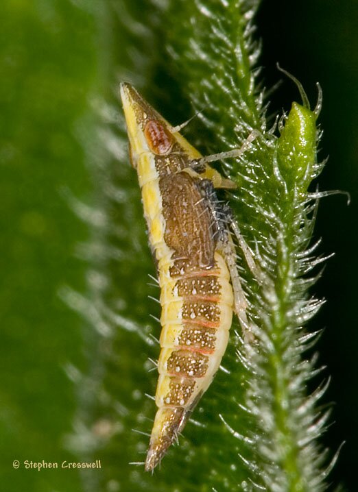scaphytopius sp. nymph, Cicadellidae