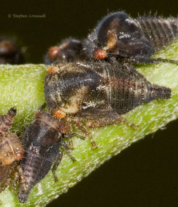 Vanduzea arquata, late instar nymphs
