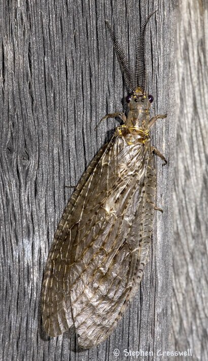 Chauliodes pectinicornis, Fishfly