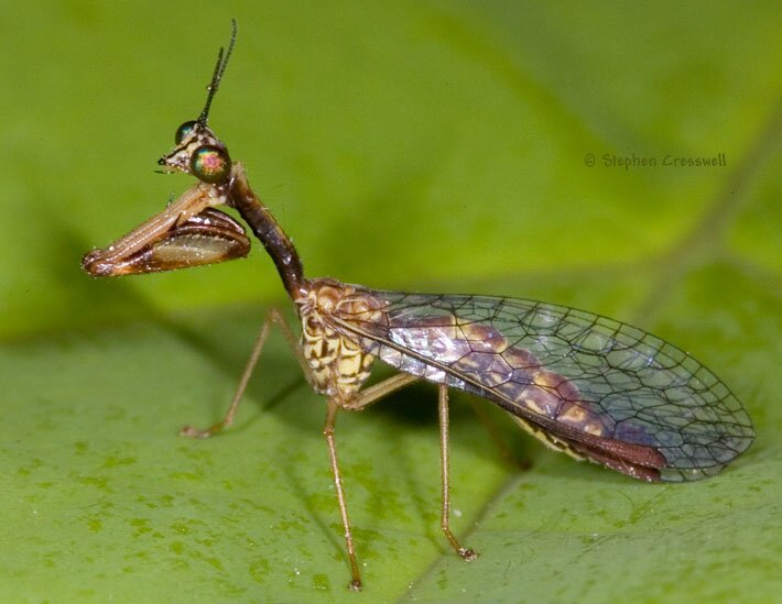 Leptomantispa pulchella, Mantisfly