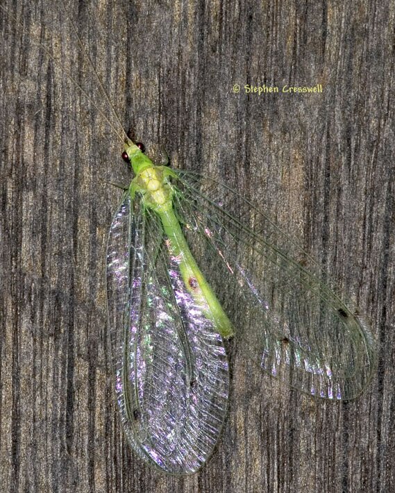 Green Lacewings, Leucochrysa insularis