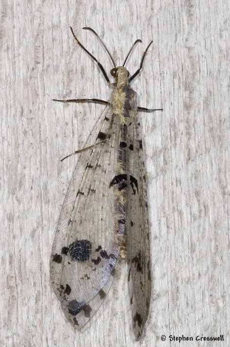 Dendroleon obsoletus, Antlion adult