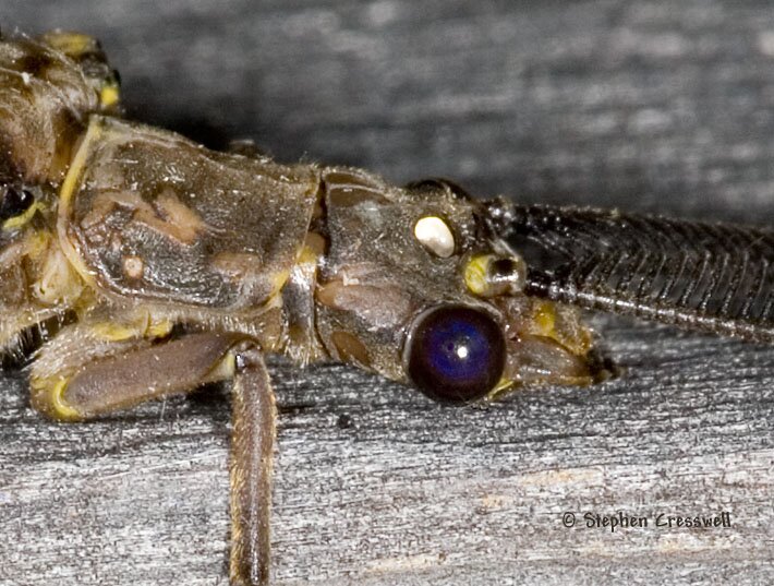 Chauliodes pectinicornis head, Fishfly