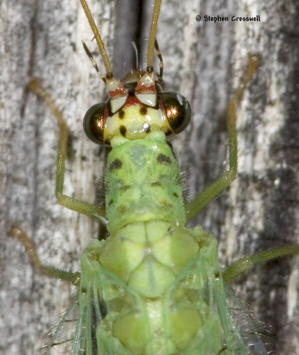 Chrysopa oculata head, Lacewings