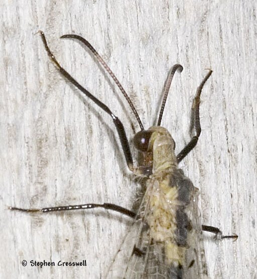 Dendroleon obsoletus, Antlion head