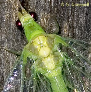 Leucochrysa insularis, Lacewing head