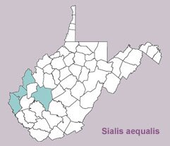 Sialis aequalis range map, West Virginia