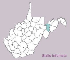 Sialis infumata range map, West Virginia