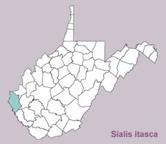 Sialis itasca range map, West Virginia
