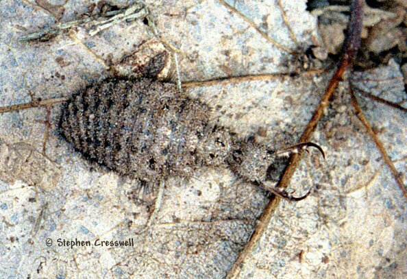 Myrmeleon sp. larva