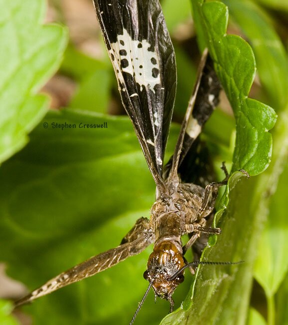 Nigronia fasciatus head, Fishflies