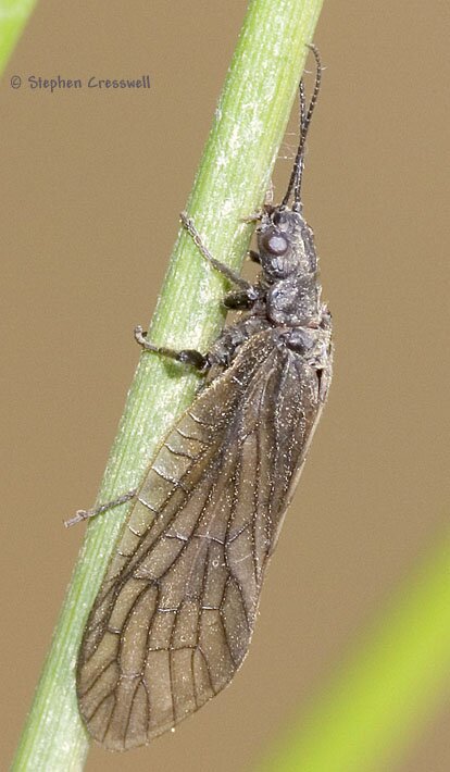 Alderflies, Sialidae, Sialis sp.